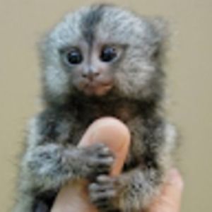 Meet your Posher, Maggie